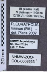 Etiketten zu Pleurathous rosinae (NHMW-ZOO-COL-0008633)